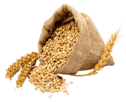 Wheat